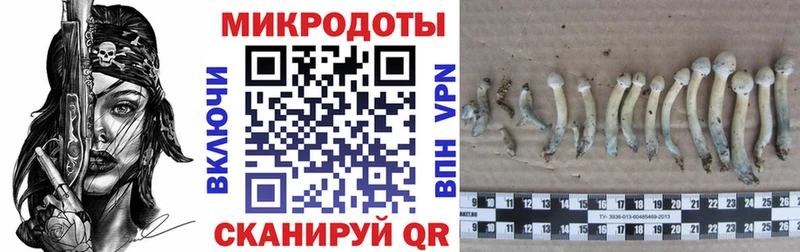 Купить  Лахденпохья  Псилоцибиновые грибы мицелий 